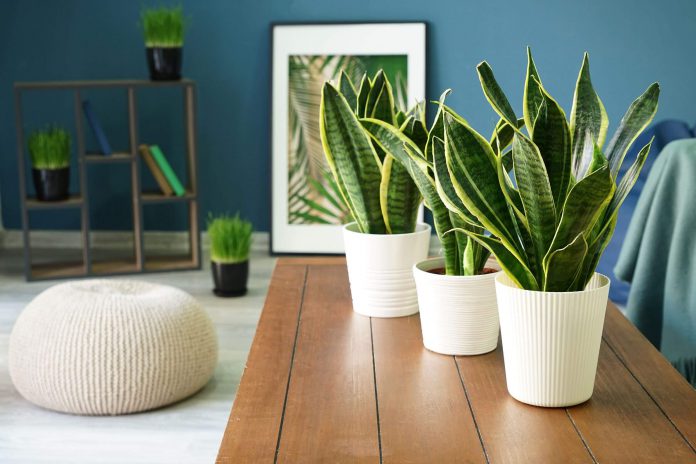 Top 9 creative ways to decorate your home with plants