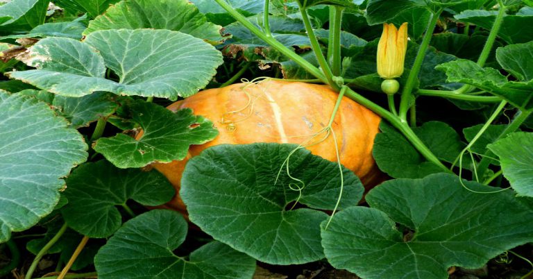 Benefits of pumpkin for health : Why do doctors describe it as a magic food? Benefits of pumpkin for health : Why do doctors describe it as a magic food?