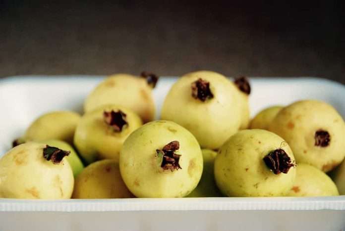 Benefits of guava: The guava one of the best winter fruits according to doctors?